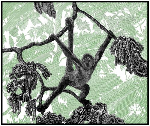 Spider Monkey