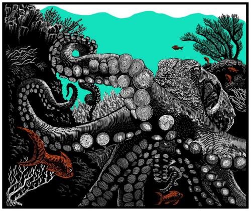 Octopus