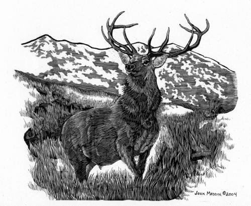 Elk in Eastern Oregon