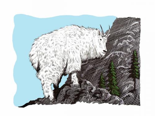 Mountain Goat