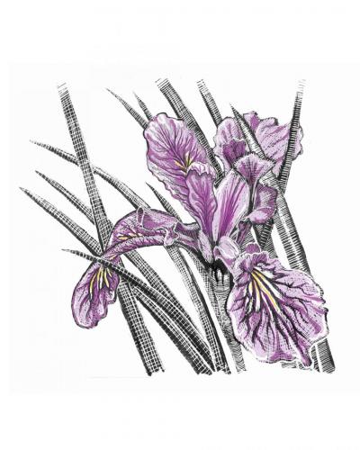 Iris