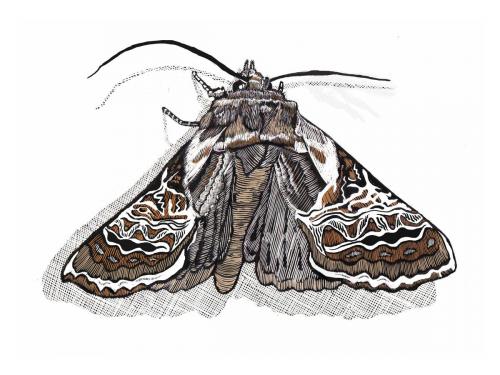 Moth
