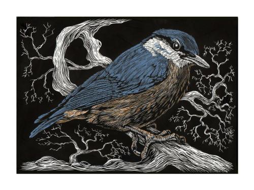 Nuthatch