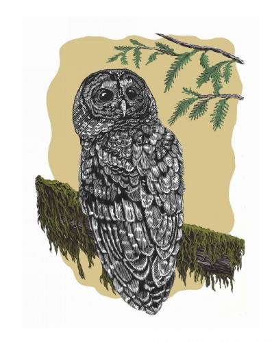 Owl