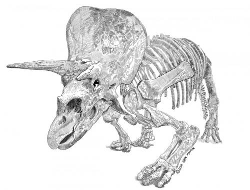 Triceratops