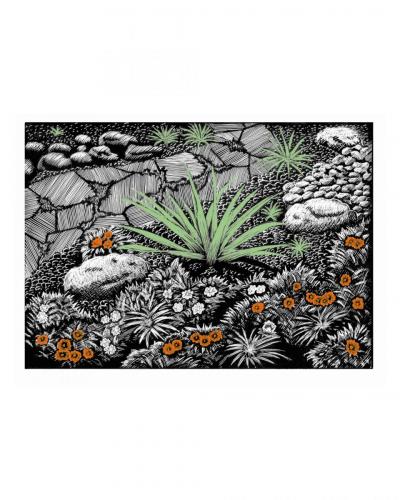 Xeriscape